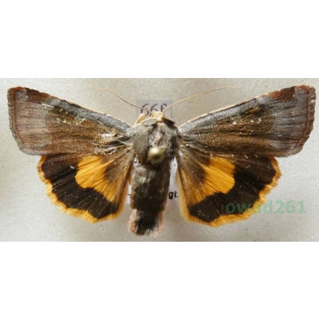 Noctua janthe (Borkhausen, 1792) Rolnica przepaska Czech66f